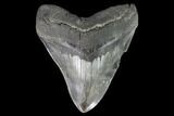 Serrated, Fossil Megalodon Tooth - South Carolina #108839-1